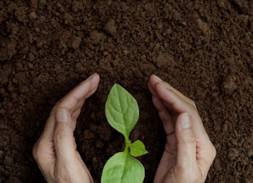 Prendre soin d’une petite plante