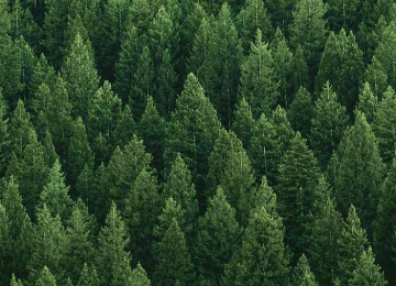 Green Trees and Plants in Dense Forest